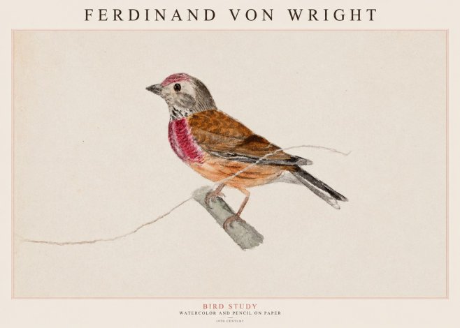 Ferdinand von Wright Bird Study No1 - Affiche