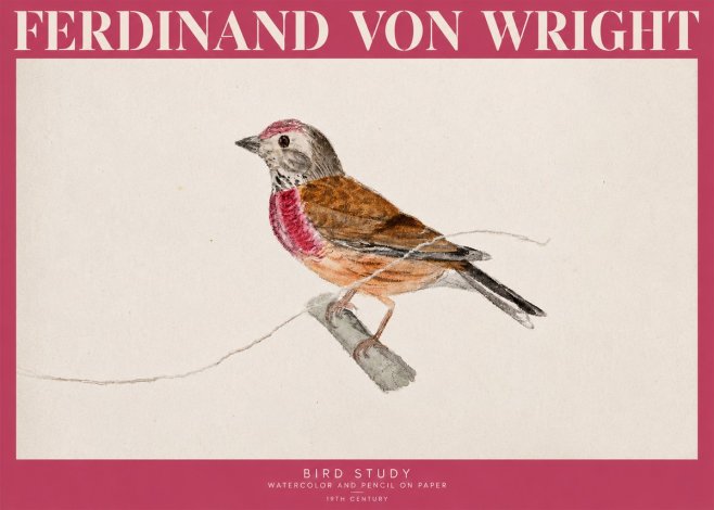 Ferdinand von Wright Bird Study No2 - Affiche