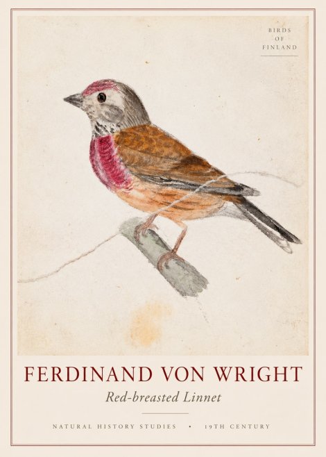 Ferdinand von Wright Bird Study No3 - Affiche