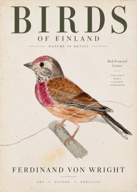 Ferdinand von Wright Bird Study No4 - Affiche