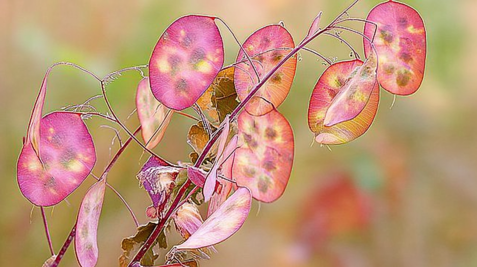 Ceramic Seed Pods