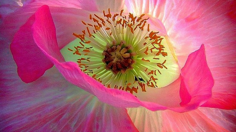 Fuchsia Explosion