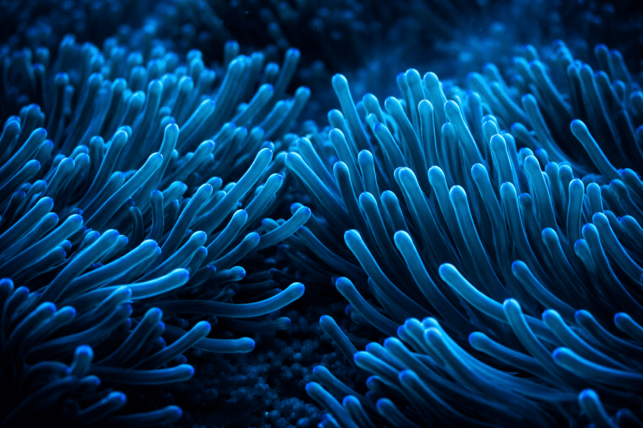 Fjord Anemone Field