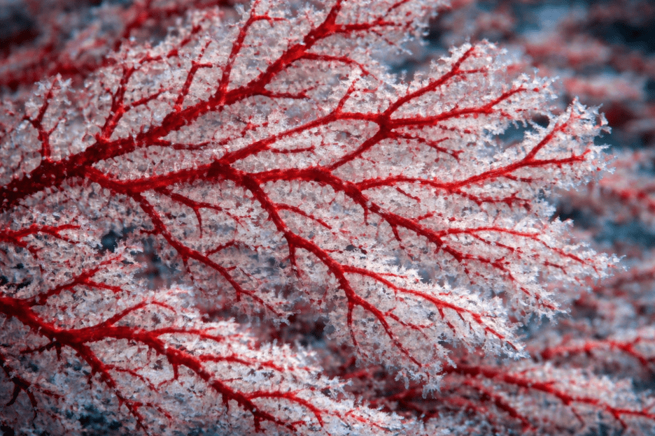 Crimson Veins