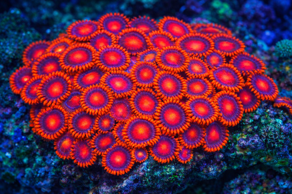 Rippled Coral Cluster