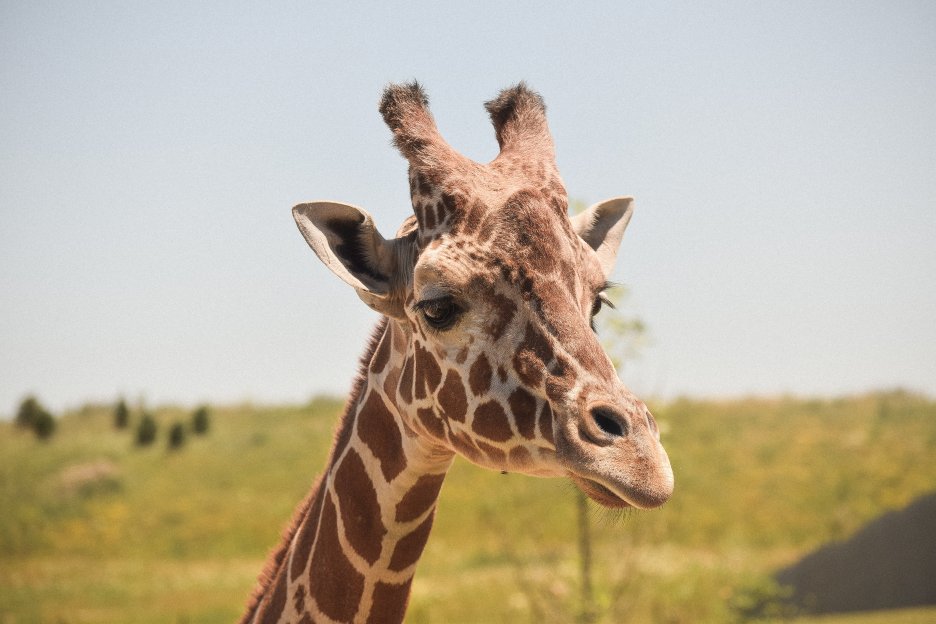Savannah Giraffe Gaze