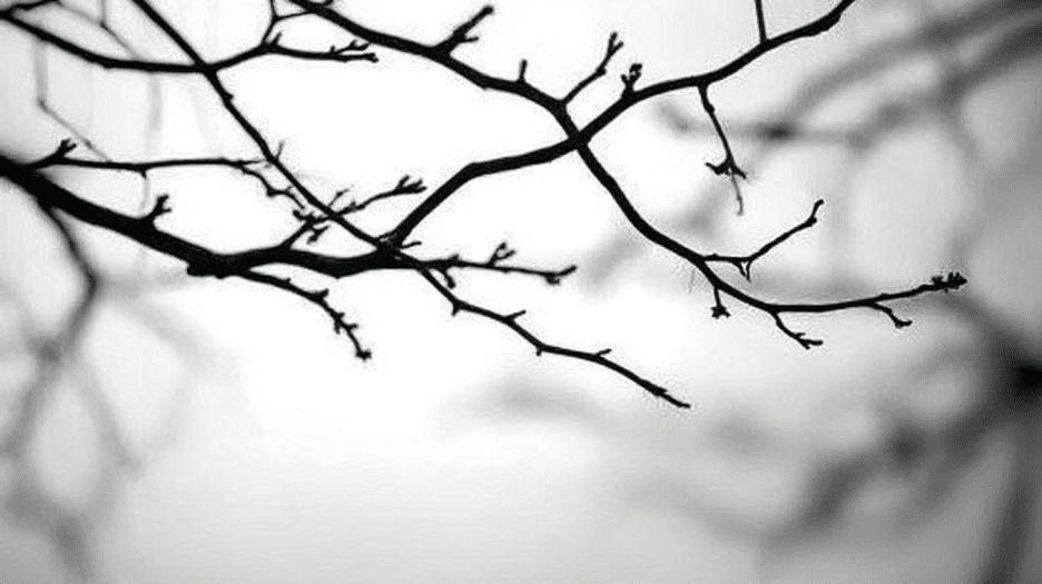 Barren Silhouette