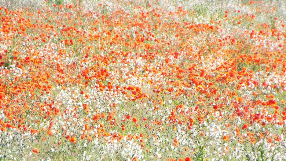 Poppy Meadow Flourish