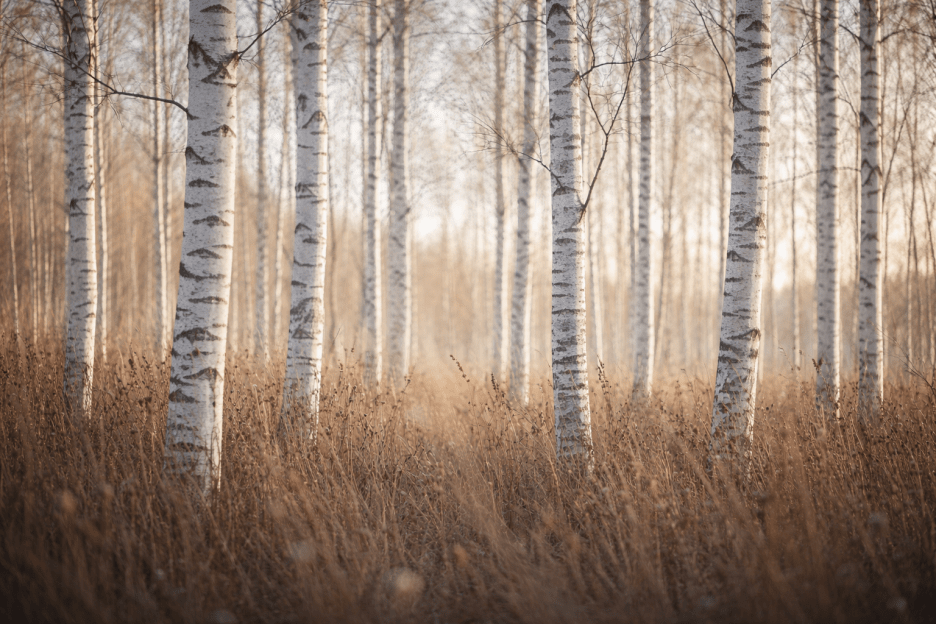 Whispering Birch Ii