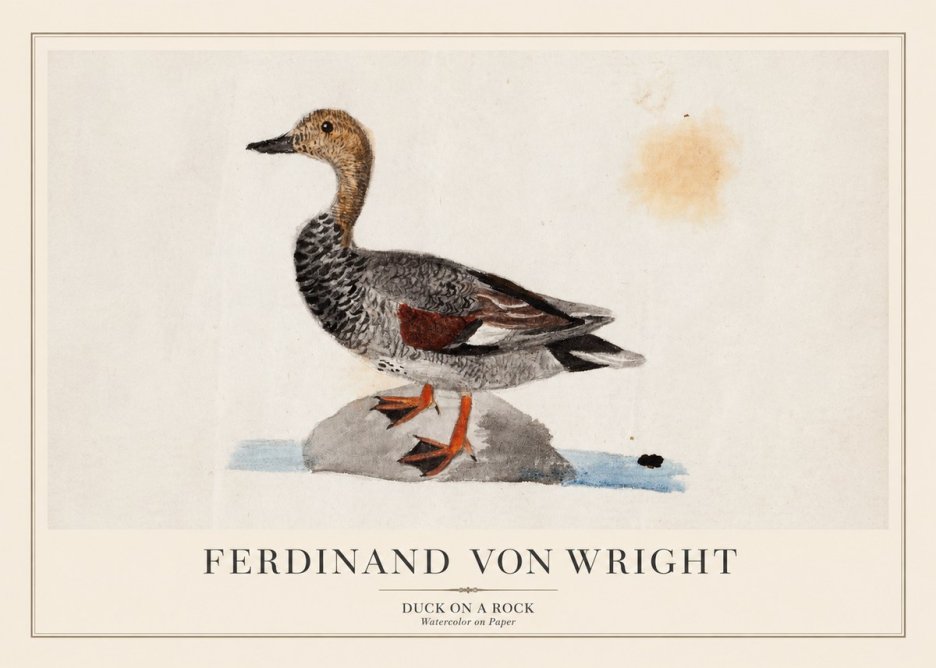Ferdinand von Wright Duck on a Rock No1 - Affiche