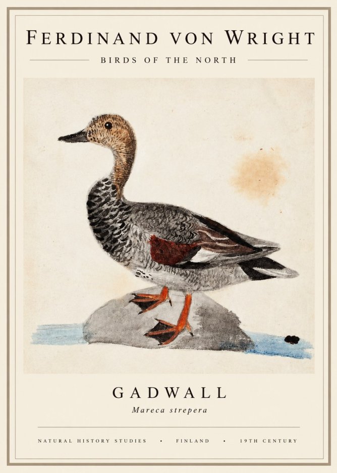 Ferdinand von Wright Duck on a Rock No3 - Affiche