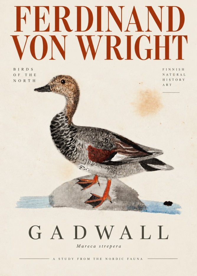 Ferdinand von Wright Duck on a Rock No4 - Affiche