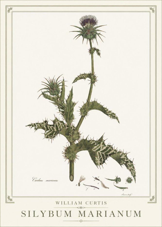 William Curtis Silybum Marianum No1 - Affiche