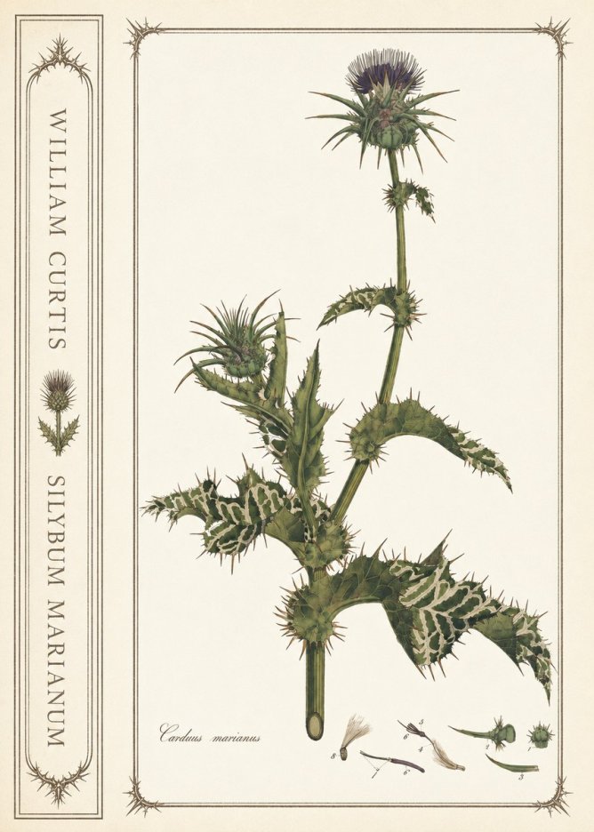 William Curtis Silybum Marianum No2 - Affiche