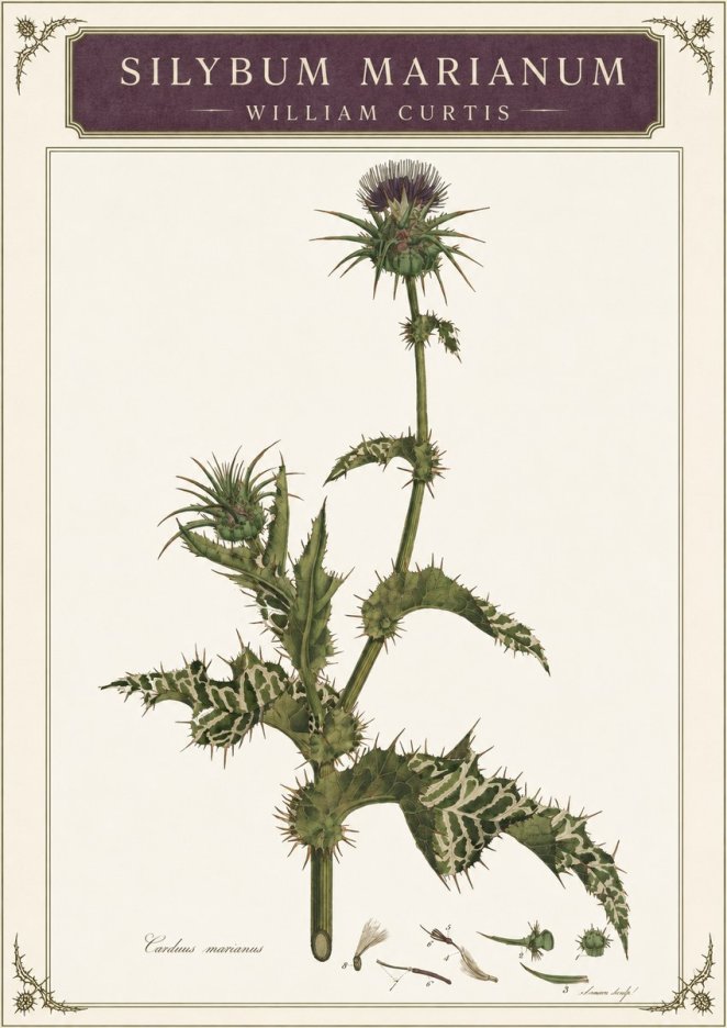 William Curtis Silybum Marianum No3 - Affiche