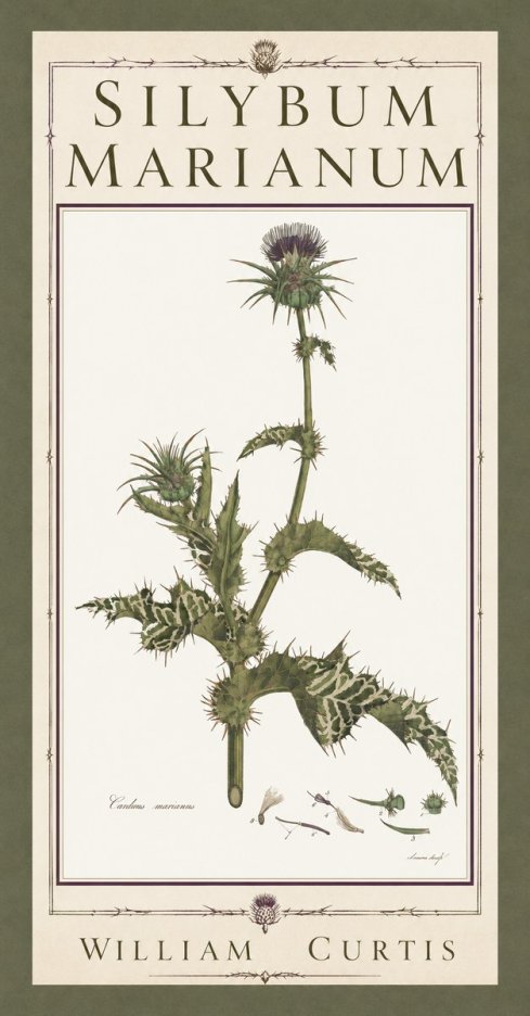 William Curtis Silybum Marianum No5 - Affiche