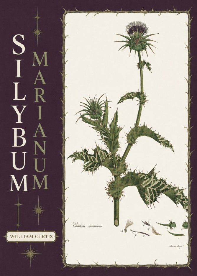 William Curtis Silybum Marianum No6 - Affiche