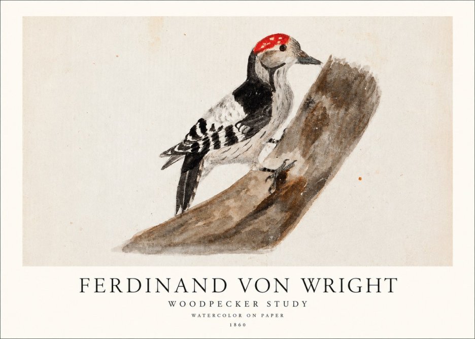 Ferdinand von Wright Woodpecker Study No1 - Affiche