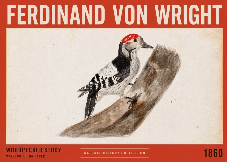 Ferdinand von Wright Woodpecker Study No2 - Affiche
