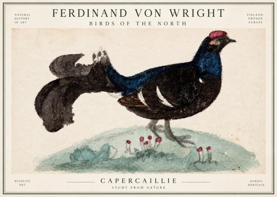 Ferdinand von Wright Western Capercaillie - Watercolor Study No3 - Affiche
