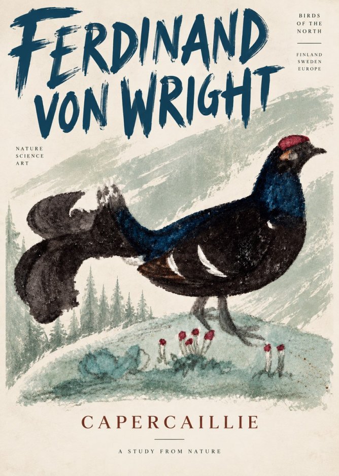 Ferdinand von Wright Western Capercaillie - Watercolor Study No5 - Affiche
