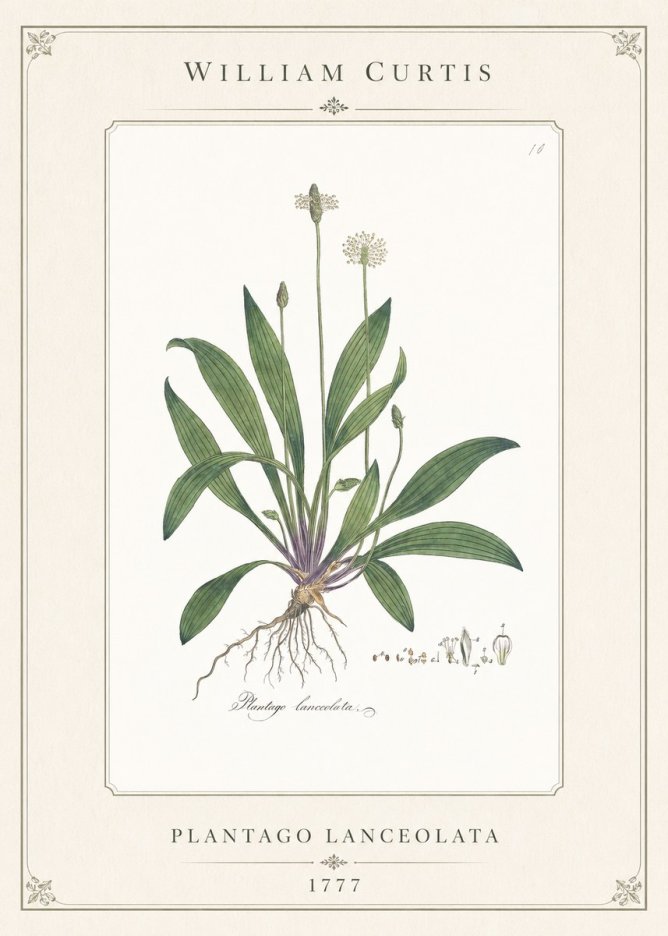 William Curtis Plantago Lanceolata I No1 - Affiche