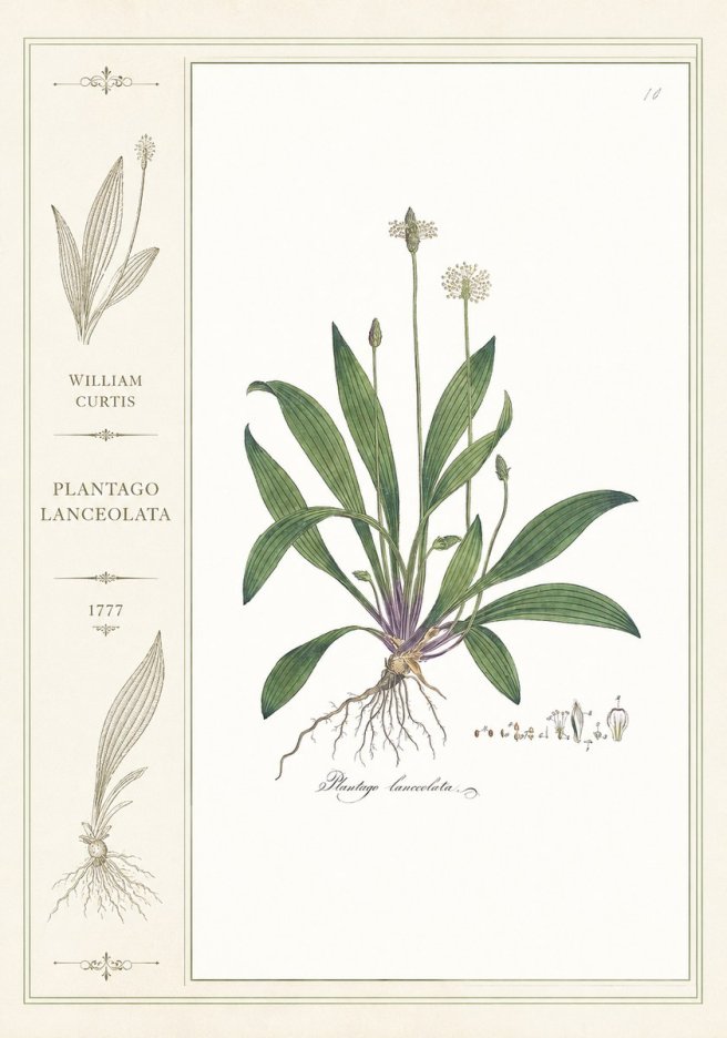 William Curtis Plantago Lanceolata I No2 - Affiche