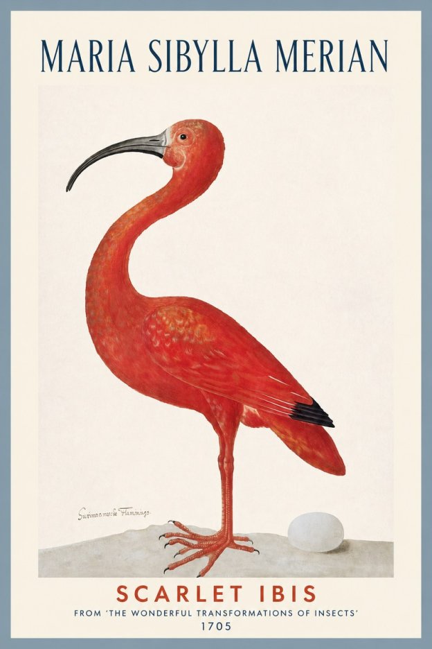 Maria Sibylla Merian Scarlet Ibis No2 - Affiche