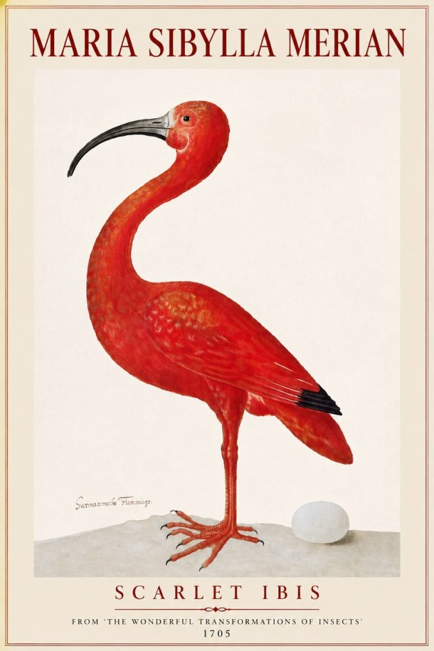 Maria Sibylla Merian Scarlet Ibis No4 - Affiche