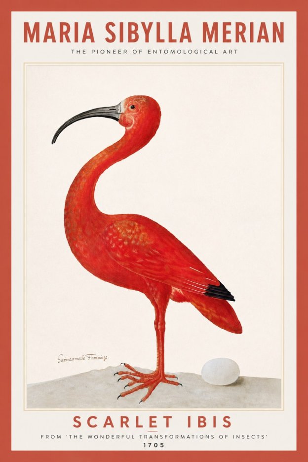 Maria Sibylla Merian Scarlet Ibis No6 - Affiche