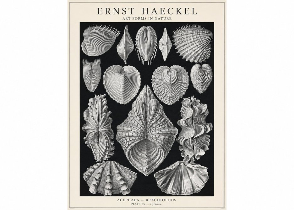 Ernst Haeckel Acephala — Brachiopods Plate 55 — Cytherea. No1 - Affiche
