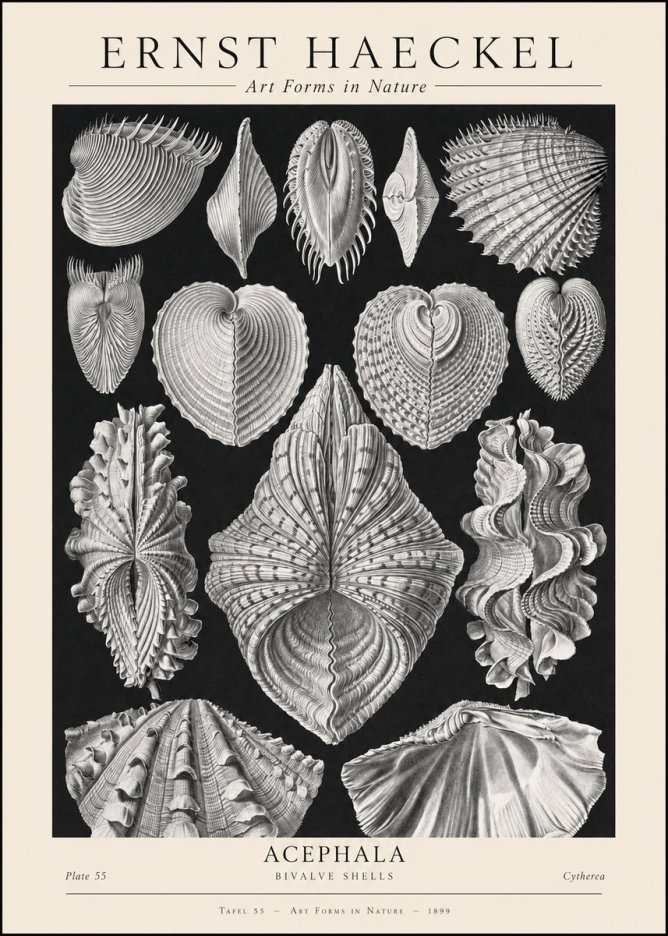 Ernst Haeckel Acephala — Brachiopods Plate 55 — Cytherea. No2 - Affiche