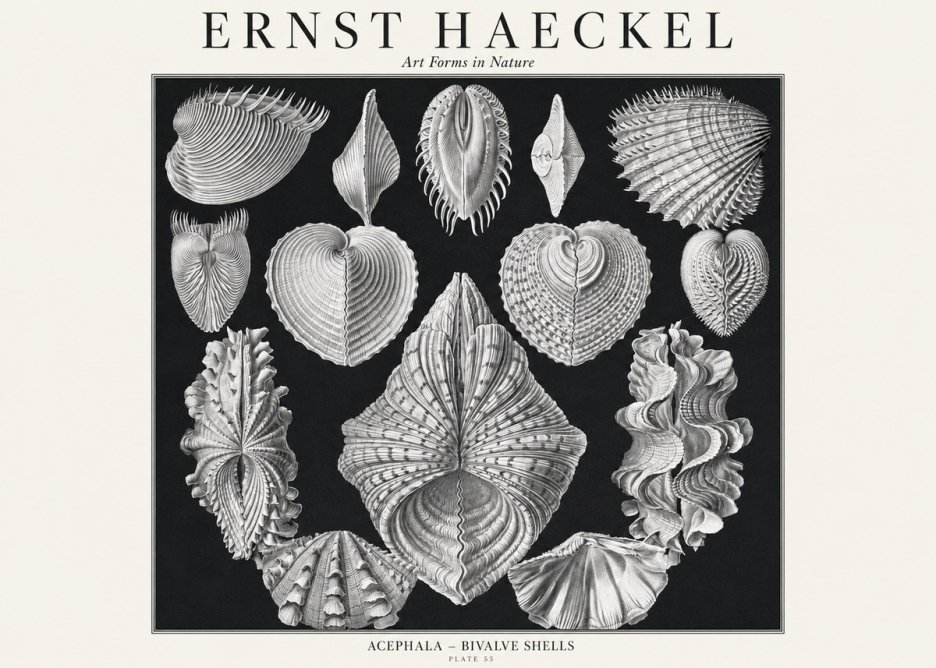 Ernst Haeckel Acephala — Brachiopods Plate 55 — Cytherea. No3 - Affiche