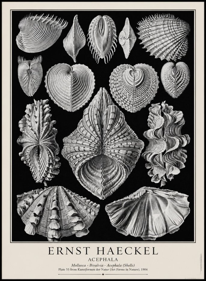 Ernst Haeckel Acephala — Brachiopods Plate 55 — Cytherea. No4 - Affiche