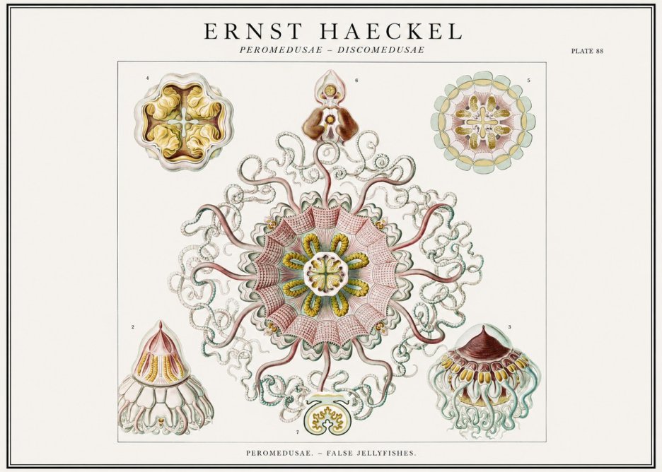 Ernst Haeckel Peromedusae – Discomedusae No1 - Affiche