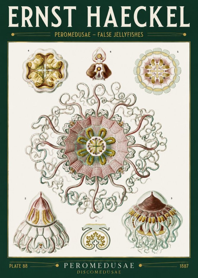 Ernst Haeckel Peromedusae – Discomedusae No2 - Affiche