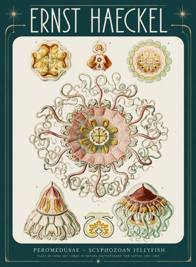 Ernst Haeckel Peromedusae – Discomedusae No4 - Affiche