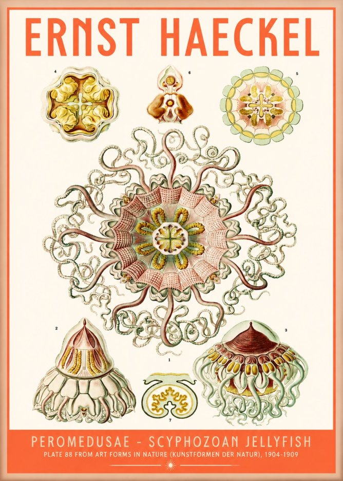 Ernst Haeckel Peromedusae – Discomedusae No5 - Affiche