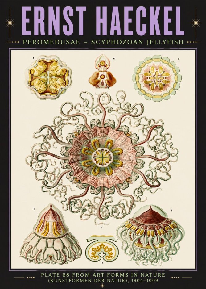 Ernst Haeckel Peromedusae – Discomedusae No6 - Affiche