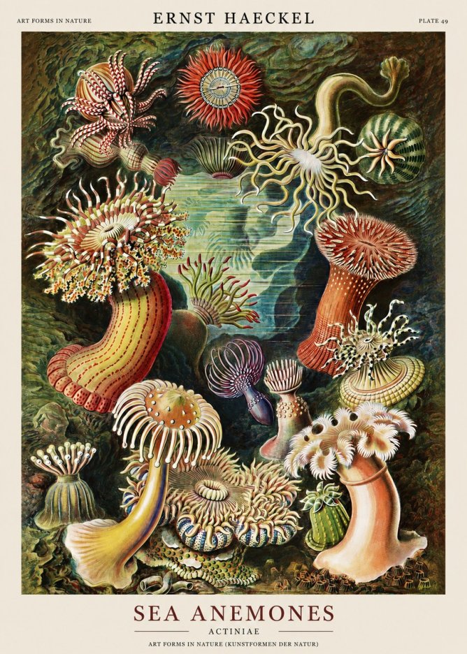 Ernst Haeckel Sea Anemones No1 - Affiche