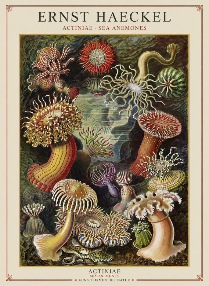Ernst Haeckel Sea Anemones No2 - Affiche