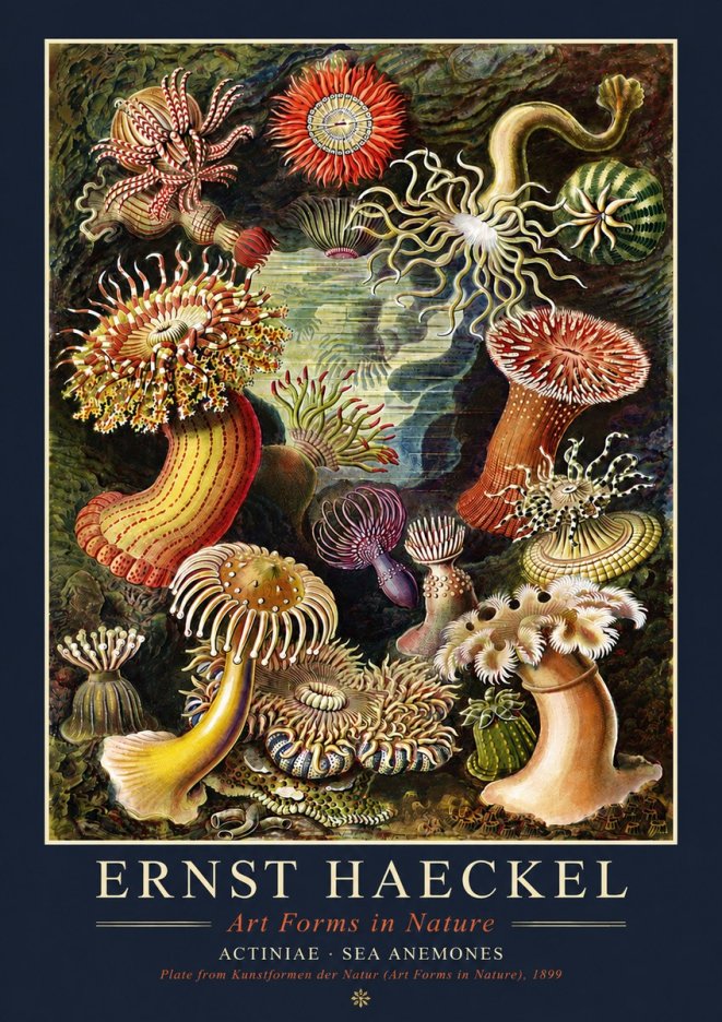 Ernst Haeckel Sea Anemones No4 - Affiche