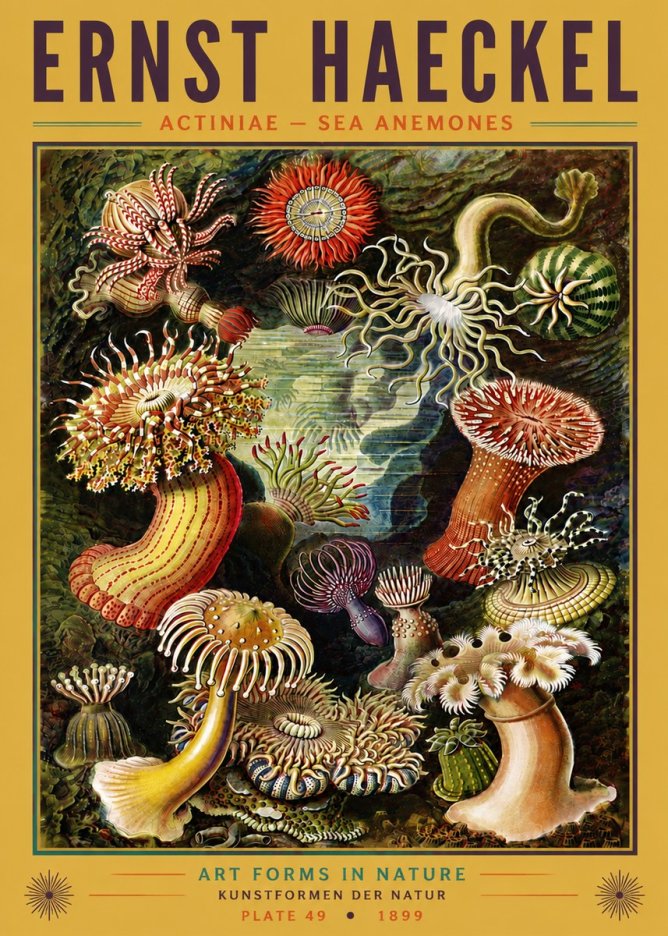Ernst Haeckel Sea Anemones No6 - Affiche