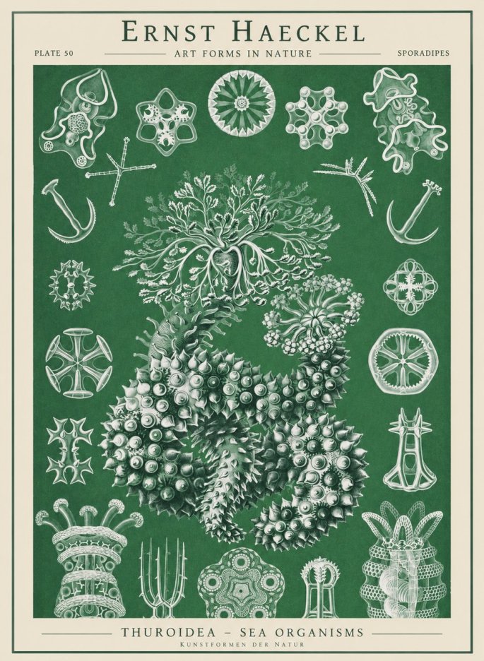 Ernst Haeckel Thuroidea - Sea Organisms No1 - Affiche