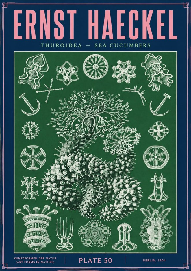 Ernst Haeckel Thuroidea - Sea Organisms No4 - Affiche