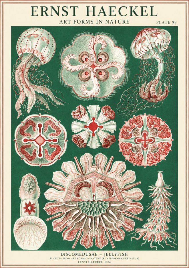 Ernst Haeckel Discomedusae - the Jellyfish No2 - Affiche