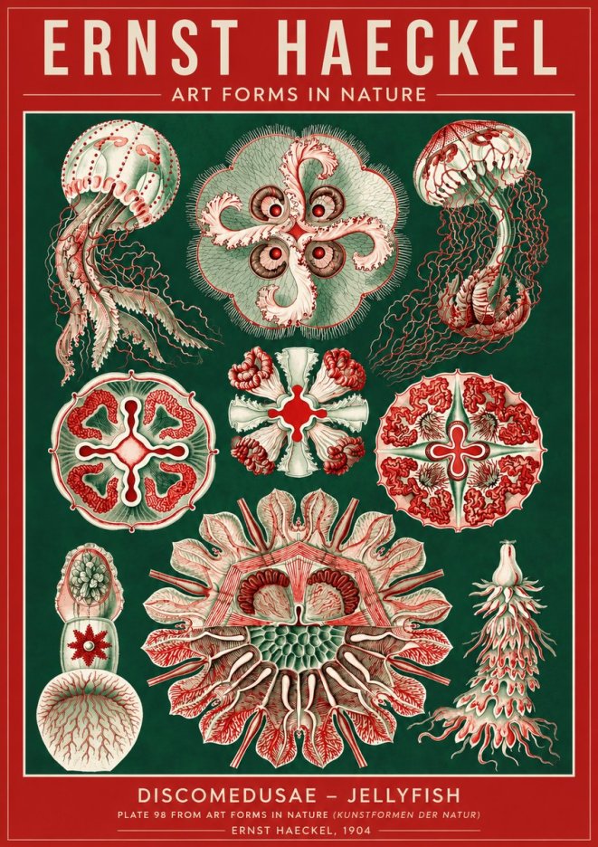 Ernst Haeckel Discomedusae - the Jellyfish No4 - Affiche