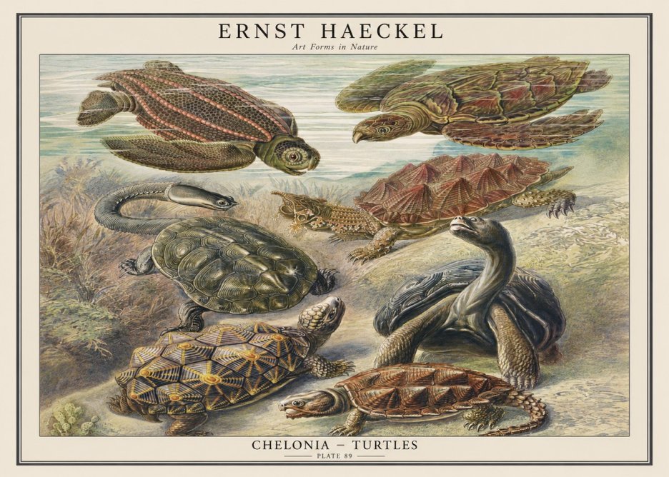 Ernst Haeckel Chelonia - Turtles No1 - Affiche