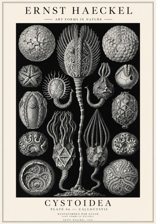 Ernst Haeckel Cystoidea - Callocystis No1 - Affiche