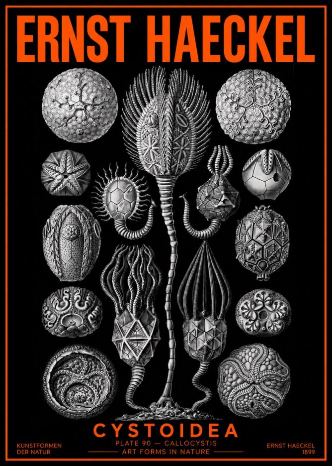 Ernst Haeckel Cystoidea - Callocystis No2 - Affiche